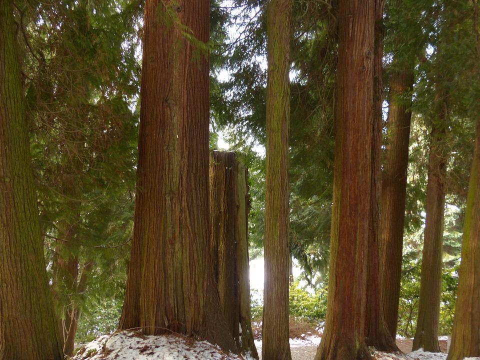 Caring for Thuja Green Giant Arborvitae