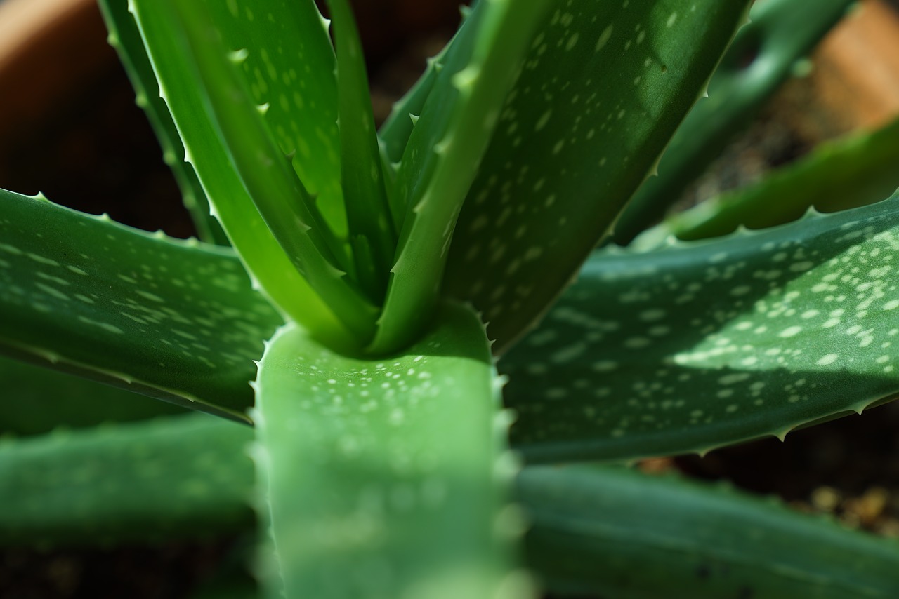 The Importance of Planting Aloe Vera at Home