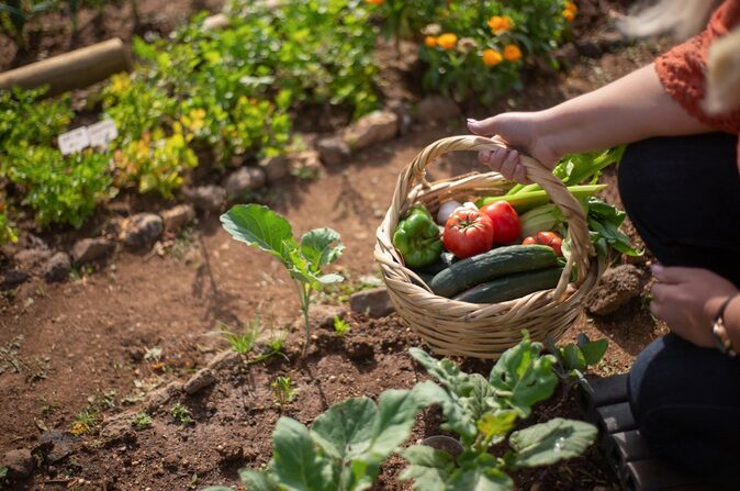 How to Start a Home Vegetable Garden in 2025